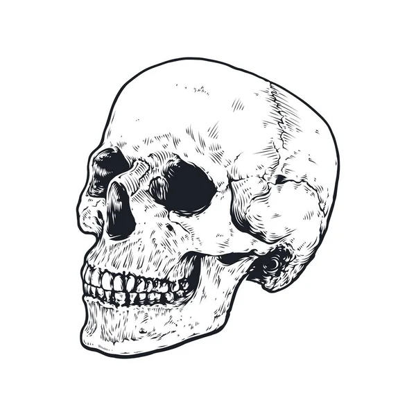 Kafatası Kemik Vektör Tasarımı — Stok Vektör