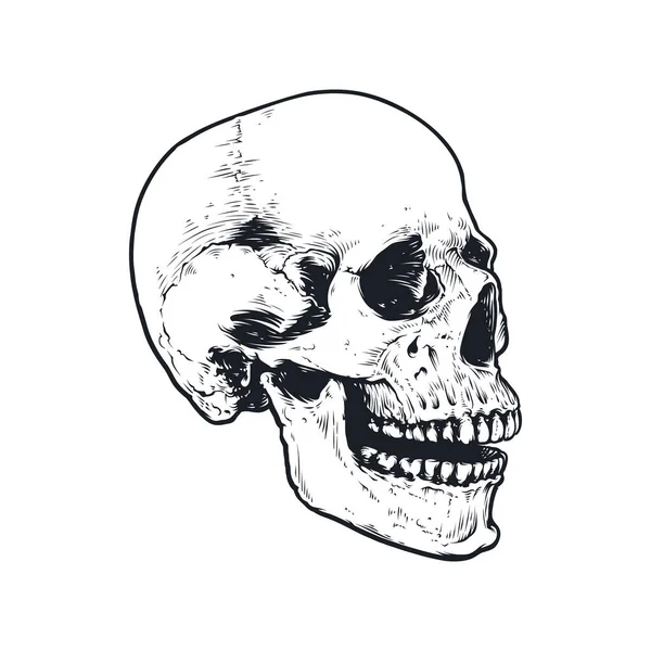 Desenho Vetor Crânio Ossos —  Vetores de Stock
