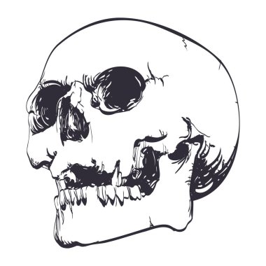 Kafatası vektör silueti tasarımı sanat eseri