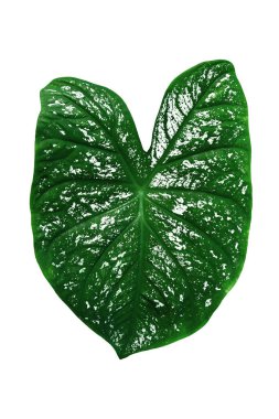 Monstera Variegated Leaf beyaz arka planda izole edildi. Tropikal Yapraklar Değişken Egzotik Doğa Bitkileri.