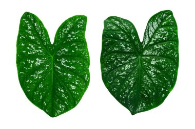 Monstera Variegated Leaf beyaz arka planda izole edildi. Tropikal Yapraklar Değişken Egzotik Doğa Bitkileri.