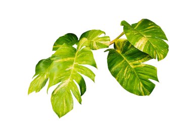 Monstera Variegated Leaf beyaz arka planda izole edildi. Tropikal Yapraklar Değişken Egzotik Doğa Bitkileri.