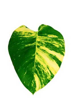 Monstera Variegated Leaf beyaz arka planda izole edildi. Tropikal Yapraklar Değişken Egzotik Doğa Bitkileri.