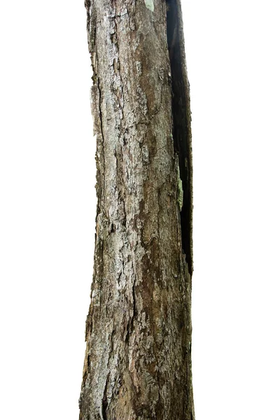 Çam Ağacı Gövdesi Beyaz Arkaplanda Zole Edildi — Stok fotoğraf