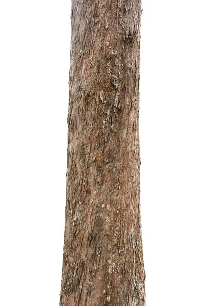 Стовбури Соснового Дерева Ізольовані Білому Тлі — стокове фото