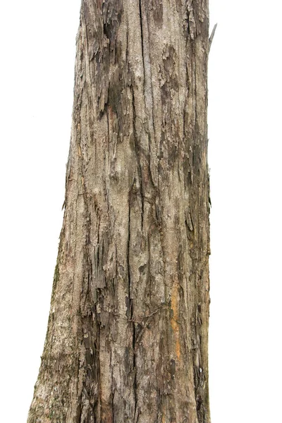 Çam Ağacı Gövdesi Beyaz Arkaplanda Zole Edildi — Stok fotoğraf