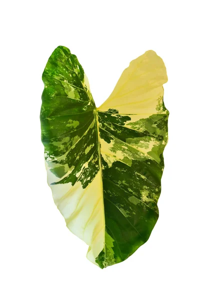 Monstera Variegated Leaf Isolated On White Background. Tropical Leaves Variegated Foliage Exotic Nature Plants.