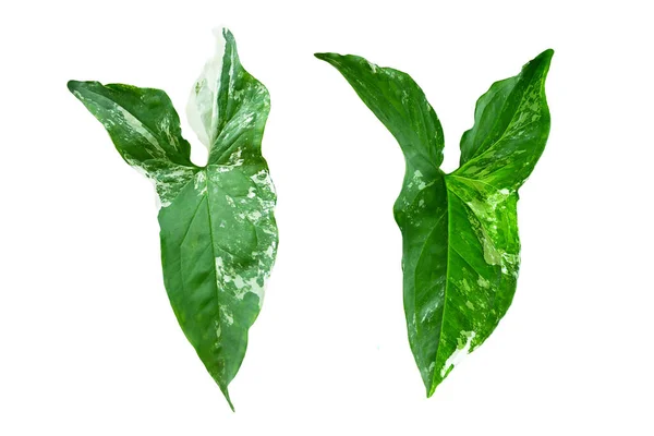 Monstera Variegated Leaf Izolowane Białym Tle Liście Tropikalne Liście Egzotyczne — Zdjęcie stockowe