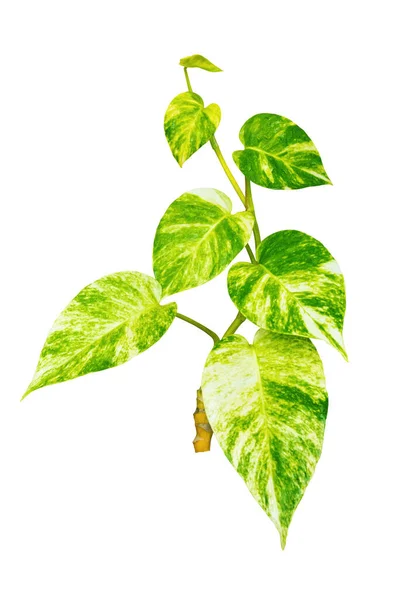 Monstera Variegated Leaf Isolerad Vit Bakgrund Tropiska Blad Mångsidiga Blad — Stockfoto