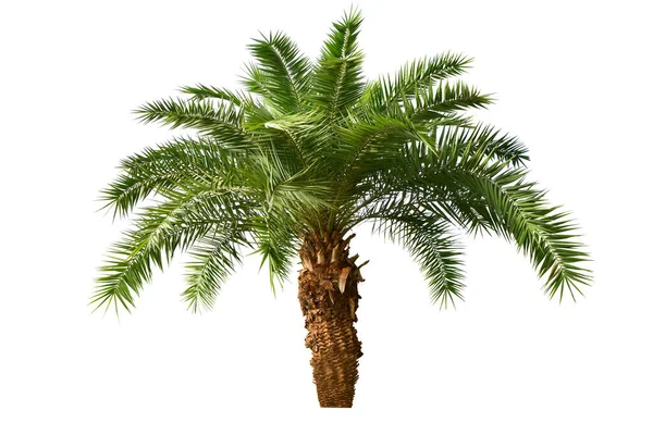 Palm Tree Isolated White Background Stock Photo