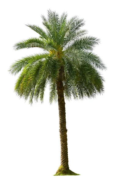 Beyaz Arkaplanda Izole Edilmiş Palmiye Ağacı — Stok fotoğraf