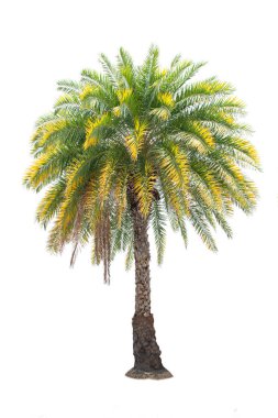 Beyaz arka planda izole edilmiş palmiye ağacı, tasarım, reklam ve mimarlık için izole edilmiş tropikal ağaç..