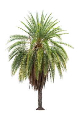 Beyaz arka planda izole edilmiş palmiye ağacı, tasarım, reklam ve mimarlık için izole edilmiş tropikal ağaç..