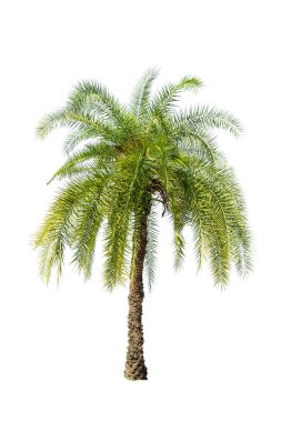 Beyaz arka planda izole edilmiş palmiye ağacı bahçe ve park dekorasyonu için kullanılıyor.