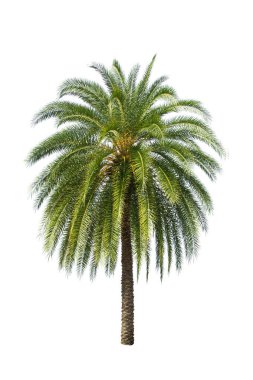 Beyaz arka planda izole edilmiş palmiye ağacı bahçe ve park dekorasyonu için kullanılıyor.