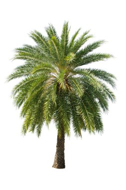 Beyaz arka planda izole edilmiş palmiye ağacı bahçe ve park dekorasyonu için kullanılıyor.