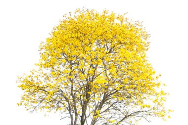 Güzel Sarı Çiçek Ağacı Beyaz Arkaplanda Çiçek Açar.