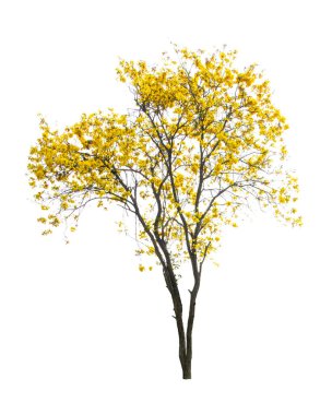 Altın ağaç, sarı çiçek ağacı, beyaz arka planda izole edilmiş tabebuia..