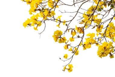 Altın ağaç, sarı çiçek ağacı, beyaz arka planda izole edilmiş tabebuia..