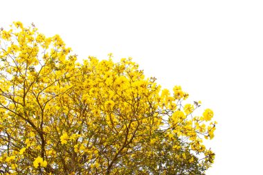 Altın ağaç, sarı çiçek ağacı, beyaz arka planda izole edilmiş tabebuia..