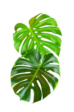 Beyaz Arkaplanda Yeşil Yaprak Canavarı, Gerçek Tropikal Orman Bitkileri.