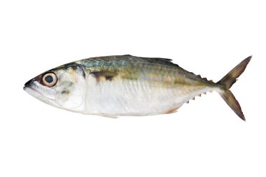 Denizden taze balık. Beyaz arka planda izole edilmiş, yiyecek..