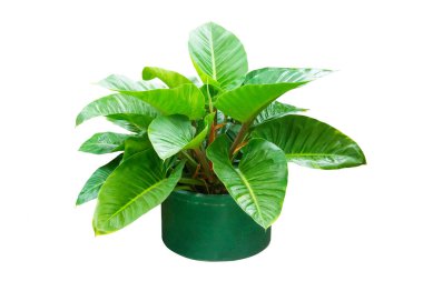 Yeşil kapta Philodendron Beyaz Arkaplanda İzole Edildi.