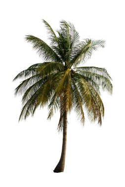 Beyaz arka planda izole edilmiş palmiye ağacı bahçe ve park dekorasyonu, reklam işleri için kullanılıyor.