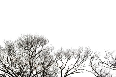 Beyaz arka planda izole edilmiş ölü ağaç, ağacın ölü dalları, doğa konsepti..