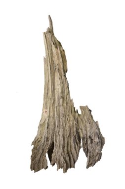 Çürümüş Ağaç Gövdesi, Eski Ahşap Çürüme Beyaz Arka plan, Doğa Konsepti.