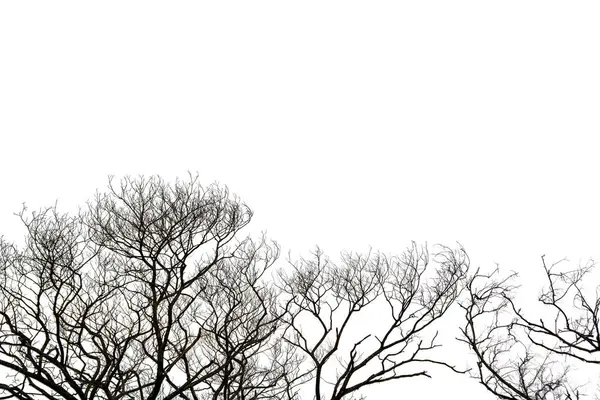 Beyaz arka planda izole edilmiş ölü ağaç, ağacın ölü dalları, doğa konsepti..