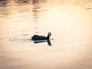 Fulica atra gün batımında gölde yürüyor.