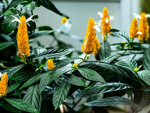 stock image Pachystachys lutea, commonly known as golden shrimp plant or lollipop plant