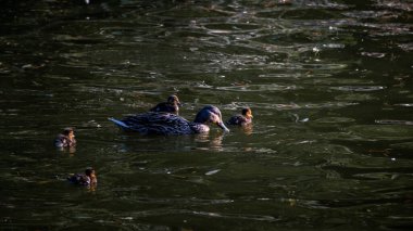 Yaban ördeği yavrularıyla gölde yiyecek arıyor.