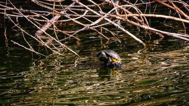 Güneşin altında kütüğün üzerinde oturan bir kaplumbağa.