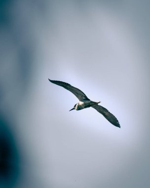 Güzel siyah taçlı Gece Balıkçıl bir gölün üzerinde uçuyor