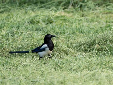 Siyah gagalı Magpie (