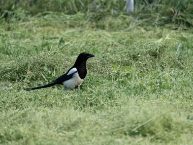 Siyah gagalı Magpie (