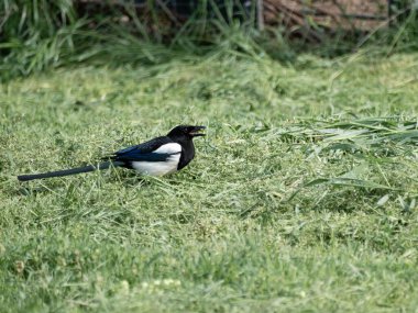 Siyah gagalı Magpie (