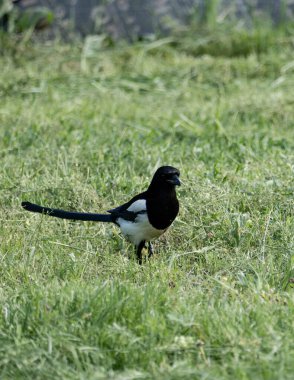 Siyah gagalı Magpie (