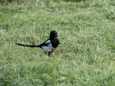 Siyah gagalı Magpie (