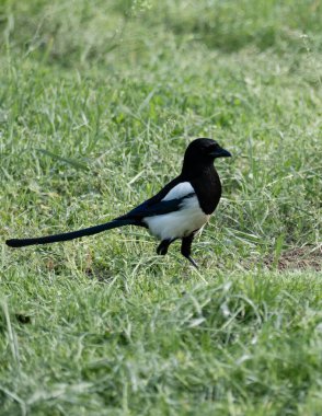 Siyah gagalı Magpie (