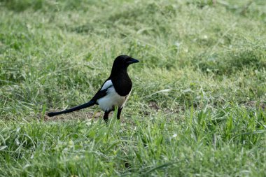 Siyah gagalı Magpie (