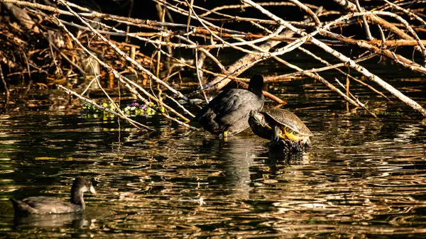 stock image A turtle sitting in the sun on a log