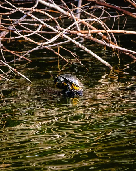 stock image A turtle sitting in the sun on a log