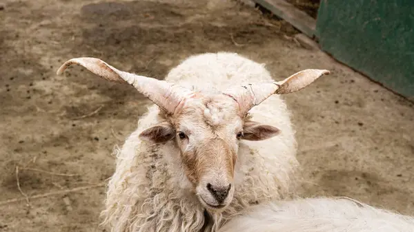 Koyun raketinin güzel bir örneği.