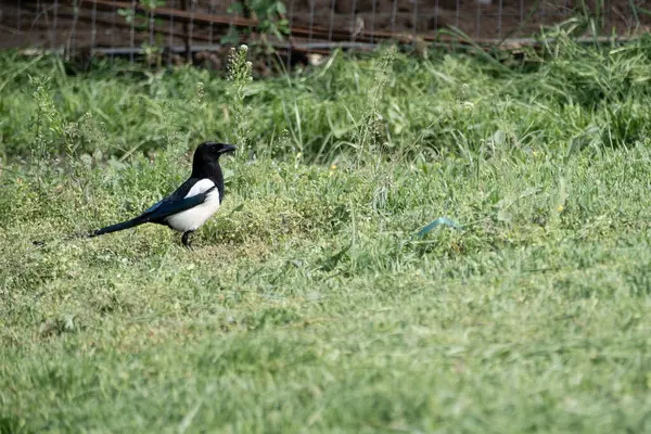 stock image Black-billed Magpie (Pica hudsonia) is a species of bird in the Corvidae family Black-billed Magpie (Pica hudsonia) is a species of bird in the Corvidae family