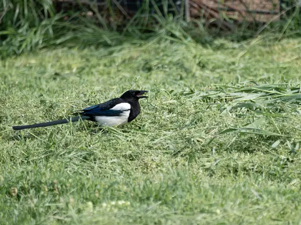 Siyah gagalı Magpie (