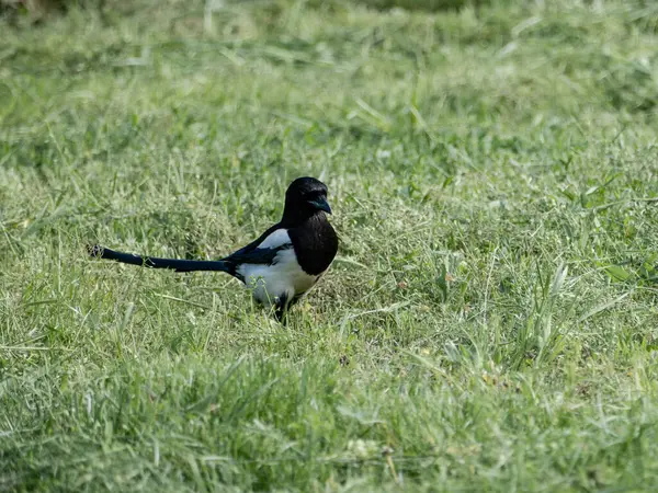 Siyah gagalı Magpie (