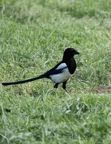 Siyah gagalı Magpie (